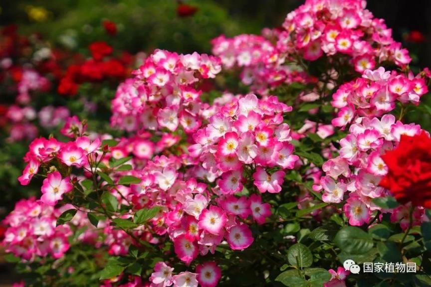 专家带您识花草——现代月季篇_北京日报网
