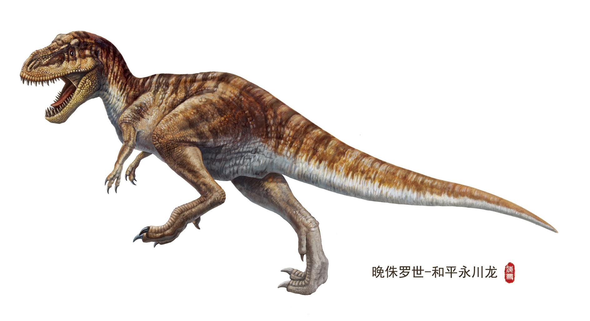 和平永川龙骨架和平永川龙生活在1.