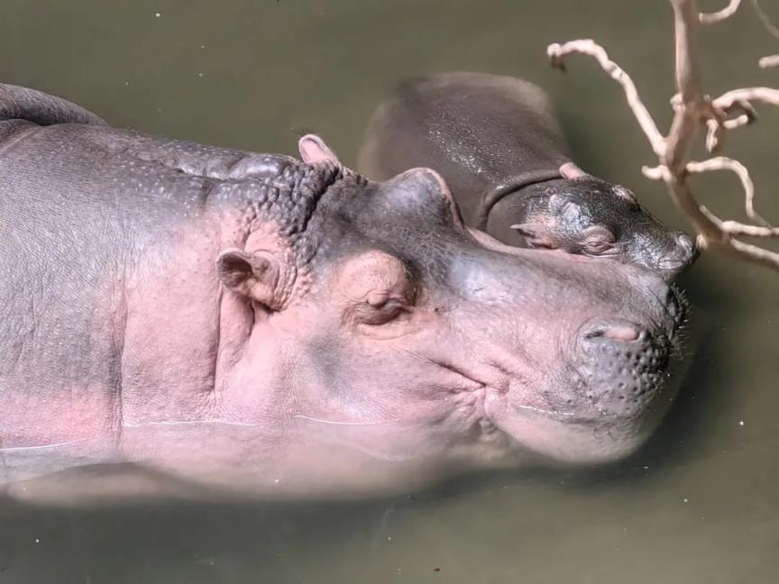 北京动物园:河马"福晨"的第一个儿童节