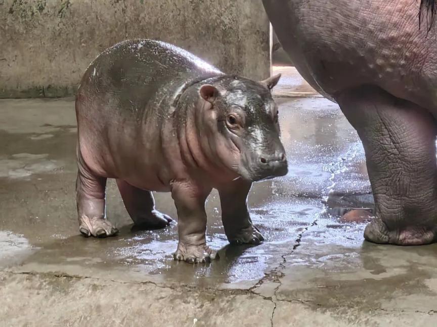 北京动物园:河马"福晨"的第一个儿童节