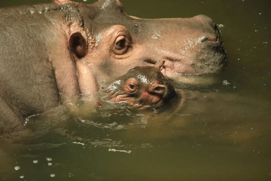 北京动物园:河马"福晨"的第一个儿童节