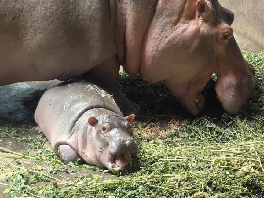 北京动物园:河马"福晨"的第一个儿童节