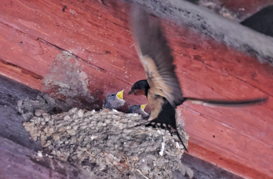 胡同里飞来小燕子燕宝宝嗷嗷待哺的样子太萌了