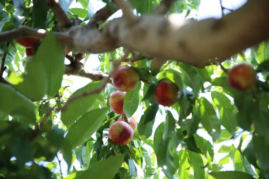 每年仅20天海淀独有玉巴达杏采摘攻略速戳