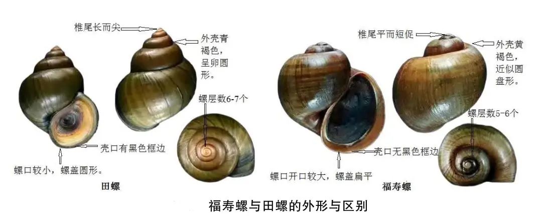 嗍螺安全吗？专家提醒，这种螺最好别吃……_京报网