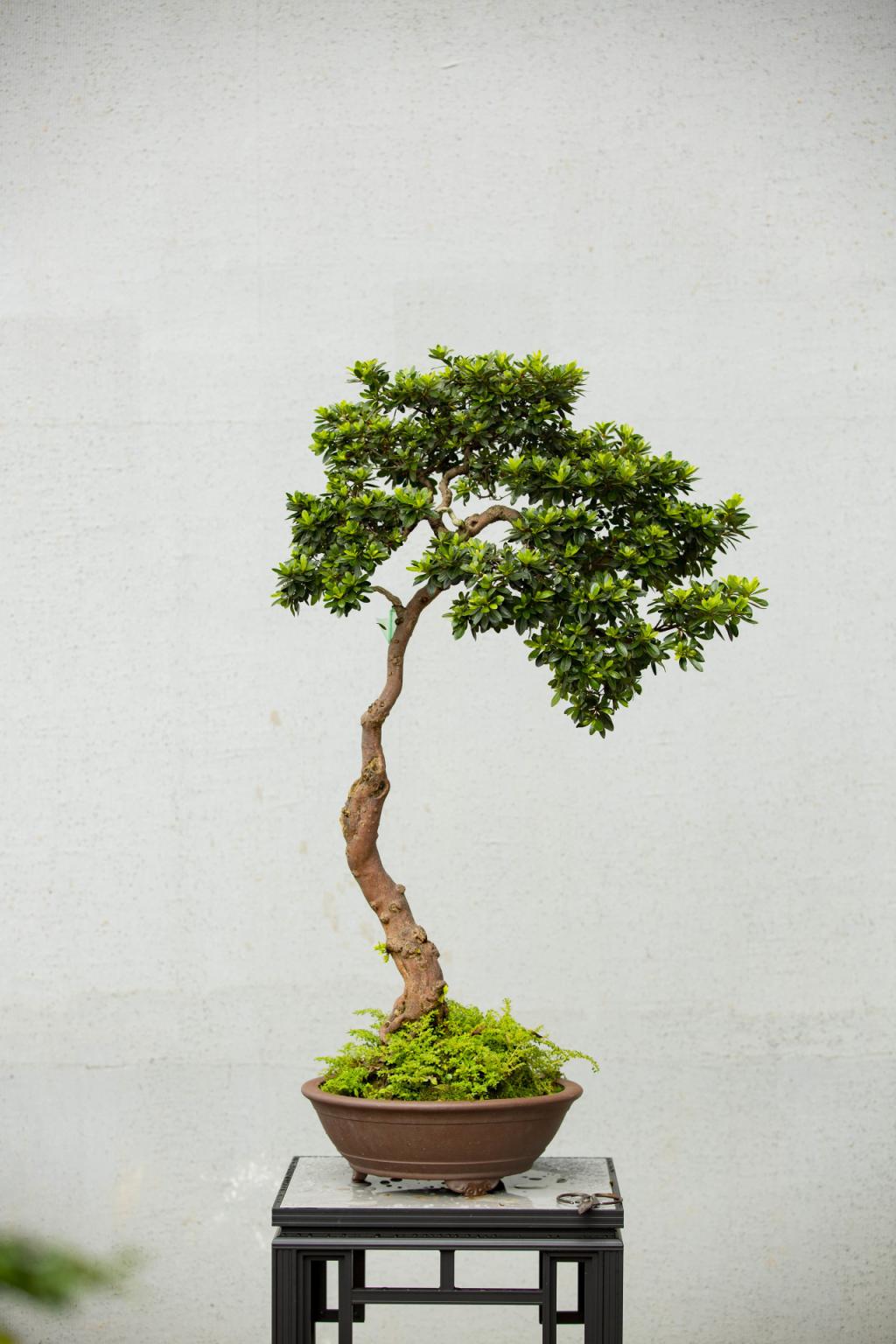 观展川派盆景艺术展走近浓缩于盈握中的园林