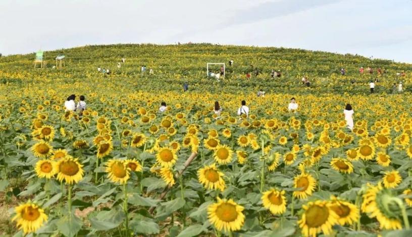抖音热门榜首的向日葵花海就在朝阳