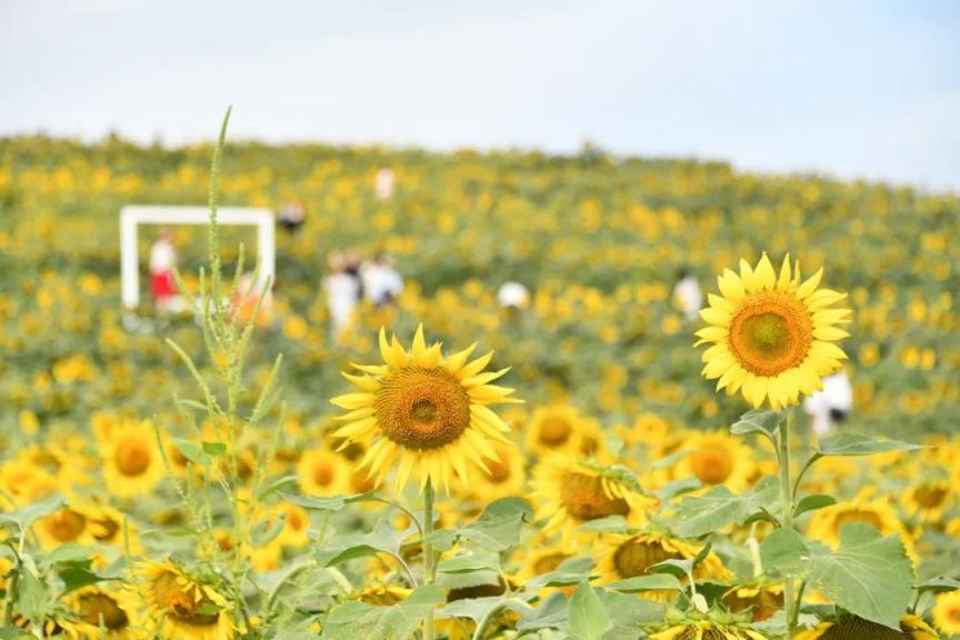 抖音热门榜首的向日葵花海就在朝阳
