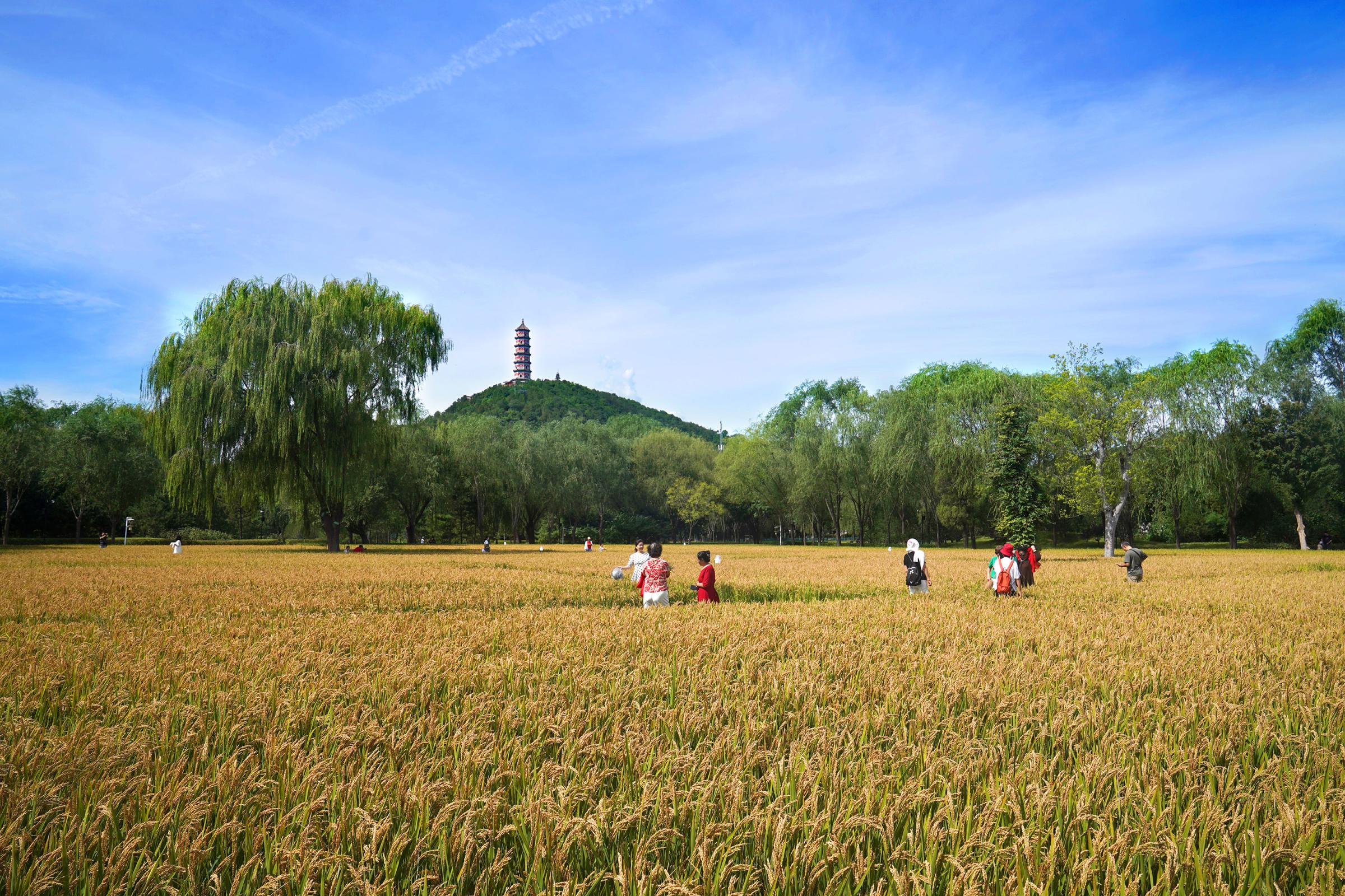 稻花香里说丰年:京西稻熟了!