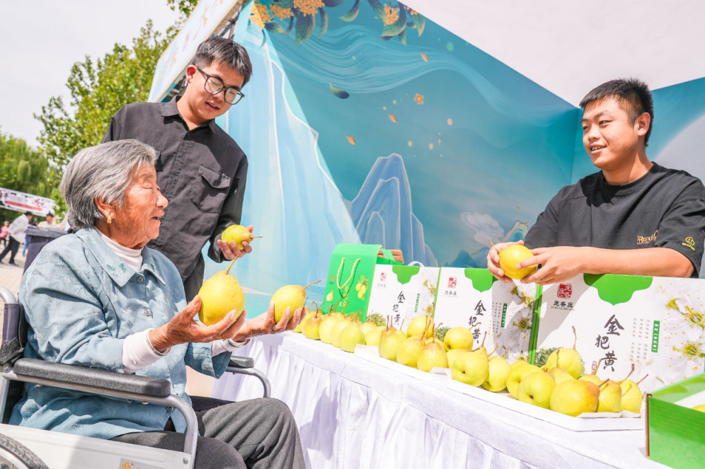 大兴梨花村的“金把黄”熟了!节日期间还有市集、农家菜等着您_京报网