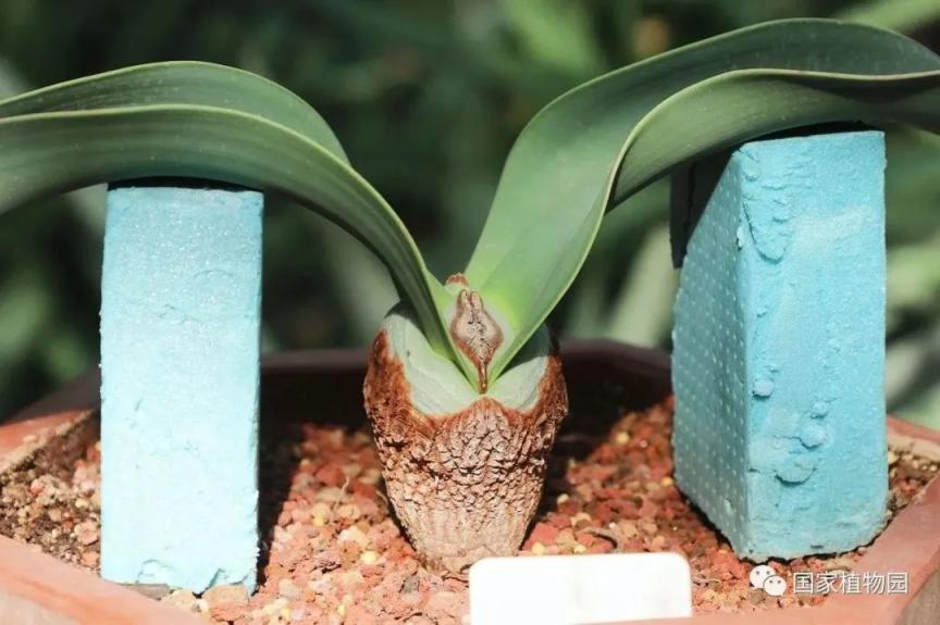 国家植物园举办多肉植物精品展
