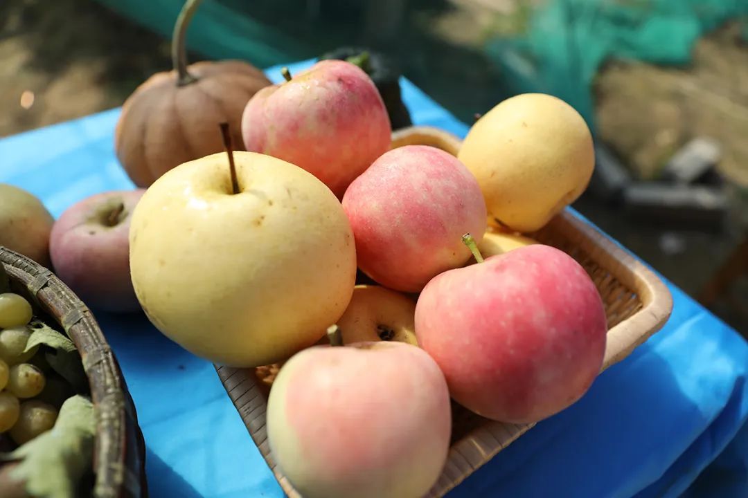 品味季节之美十一长假顺义特色果品采摘路线推荐