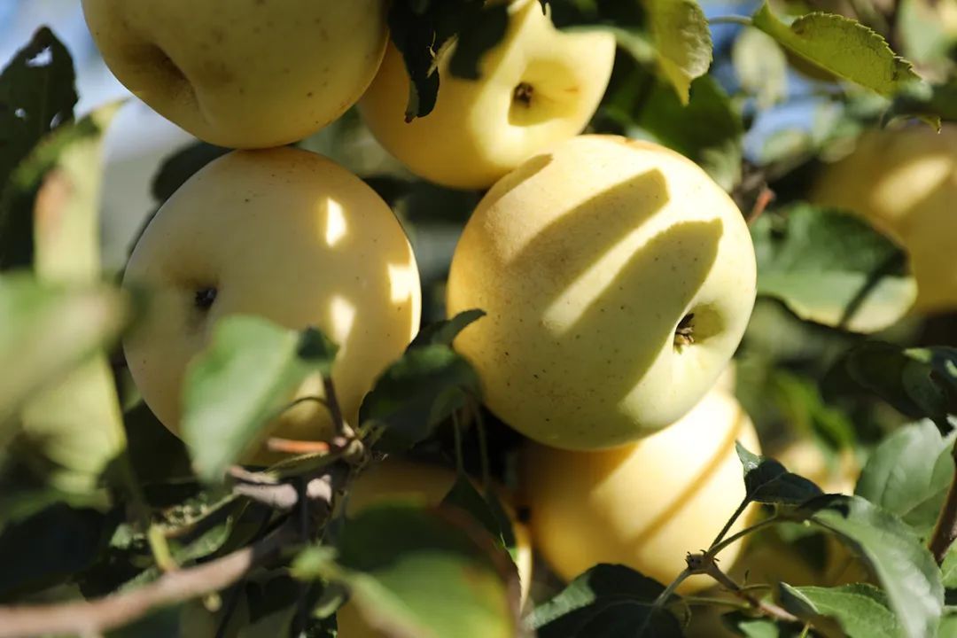 品味季节之美十一长假顺义特色果品采摘路线推荐