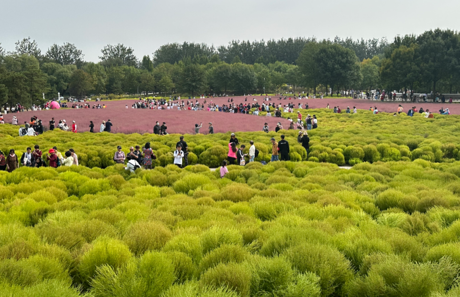 地肤草,粉黛乱子草!游客徜徉奥森公园多彩植物海洋_北晚在线