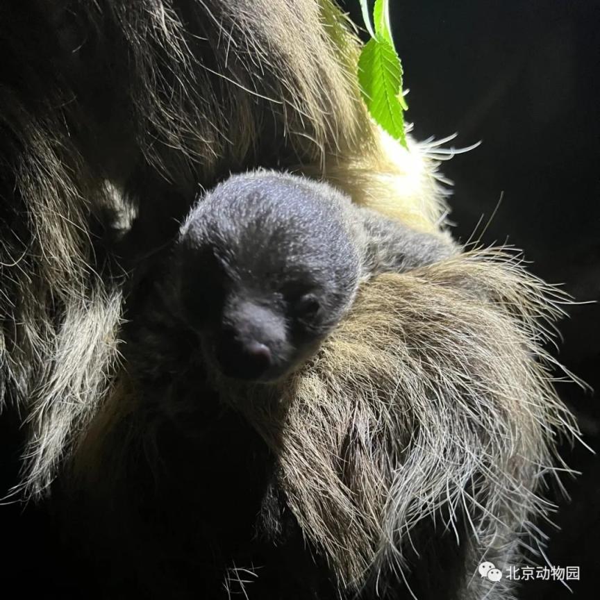 世界动物日|北京动物园二趾树懒喜添丁