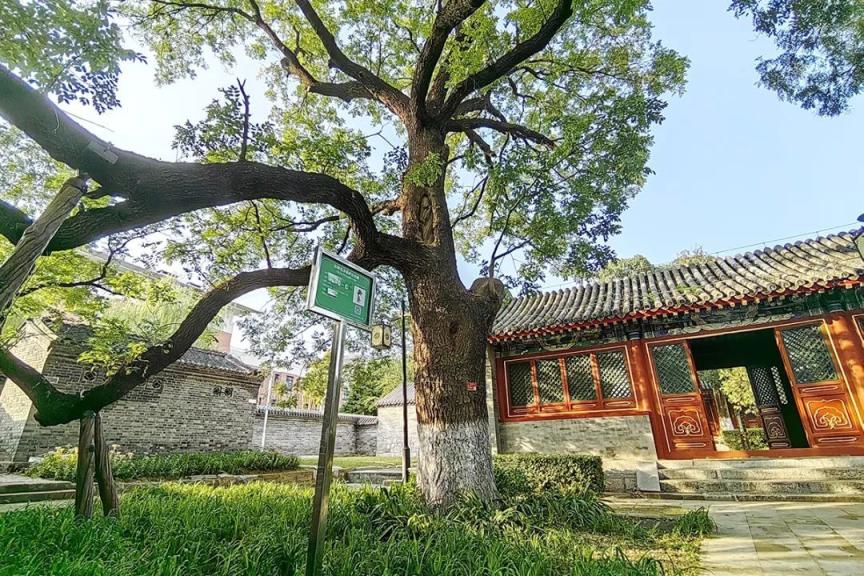 保护古树名木共建绿色家园顺义区牛栏山第一中学古树校园落成