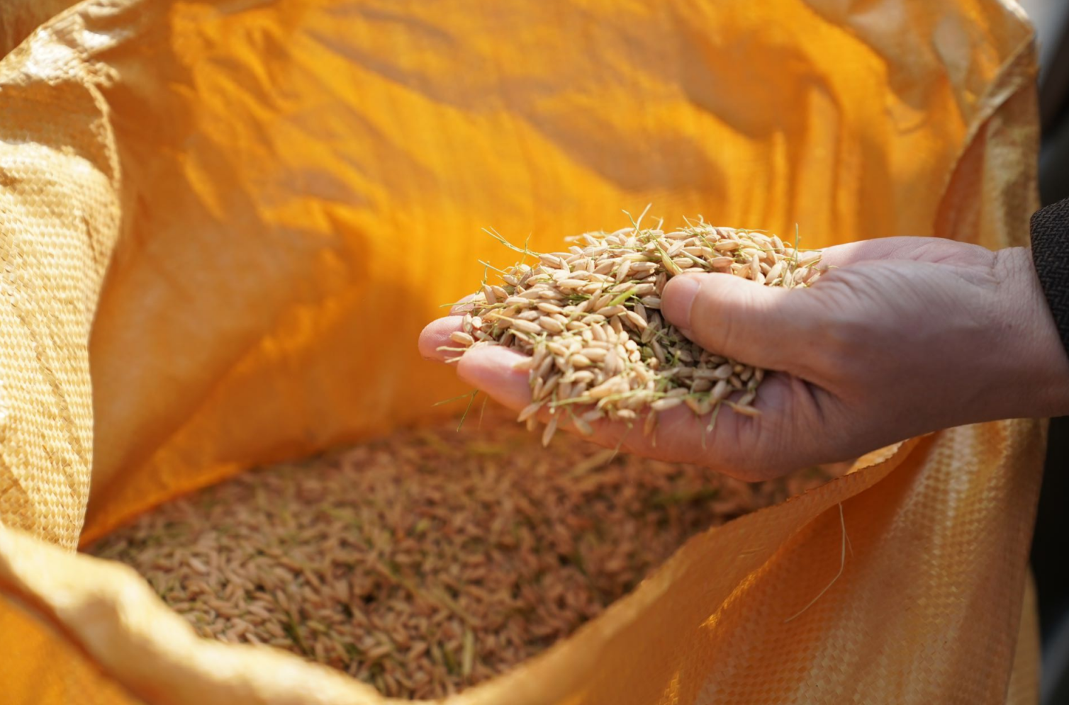 亩产1154斤！北京优质粳稻育繁种基地首个品种丰收