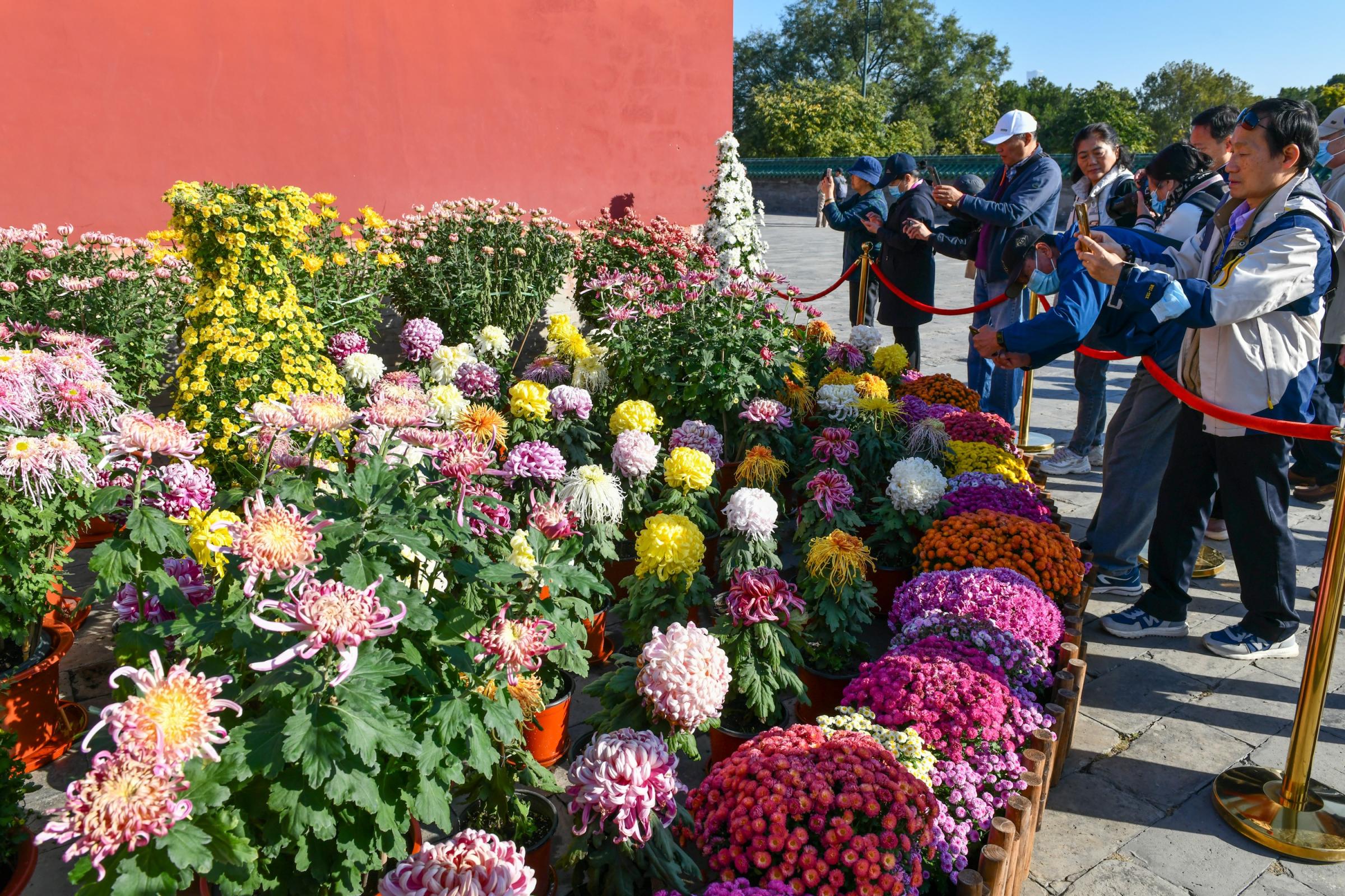 天坛公园菊花展开幕,花开千朵大立菊亮相