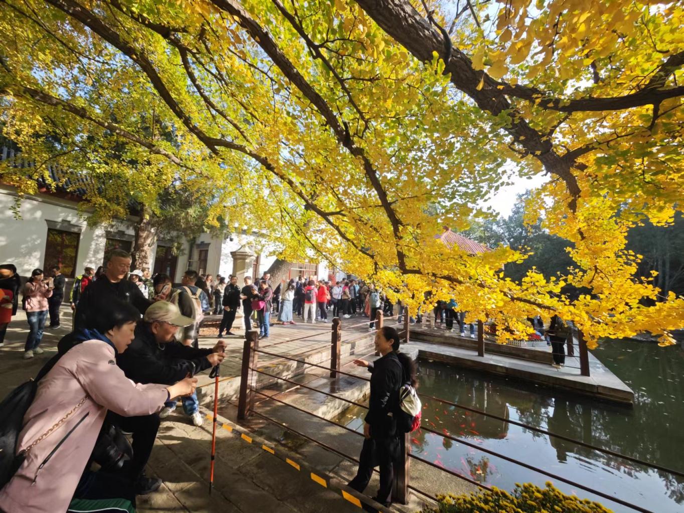 高清美图!香山公园进入最佳观赏期,园内红叶五彩斑斓