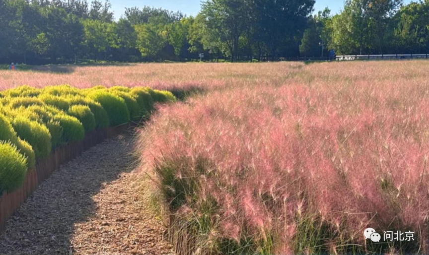 北京奥森公园的网红景观开放半天就被踩平了