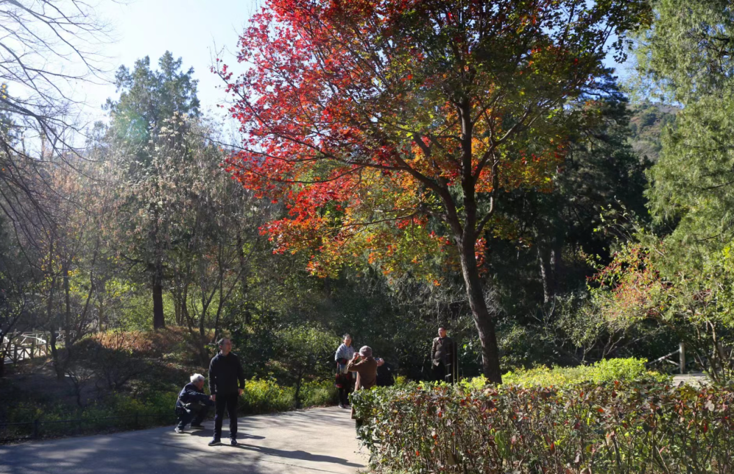 香山红叶季落下帷幕超百万游客香山赏红