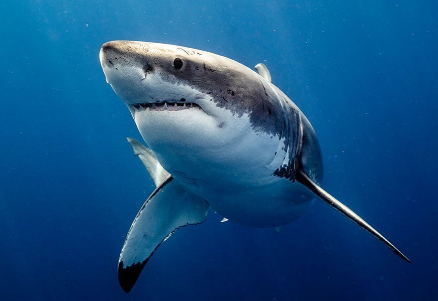 研究发现鲨鱼可以跟人类一样品尝出苦味