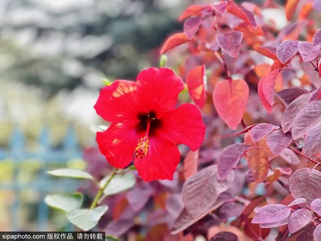 这些“氧气感”满满的温室植物园，初冬去刚刚好！