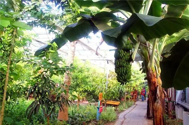 这些"氧气感"满满的温室植物园,初冬去刚刚好!