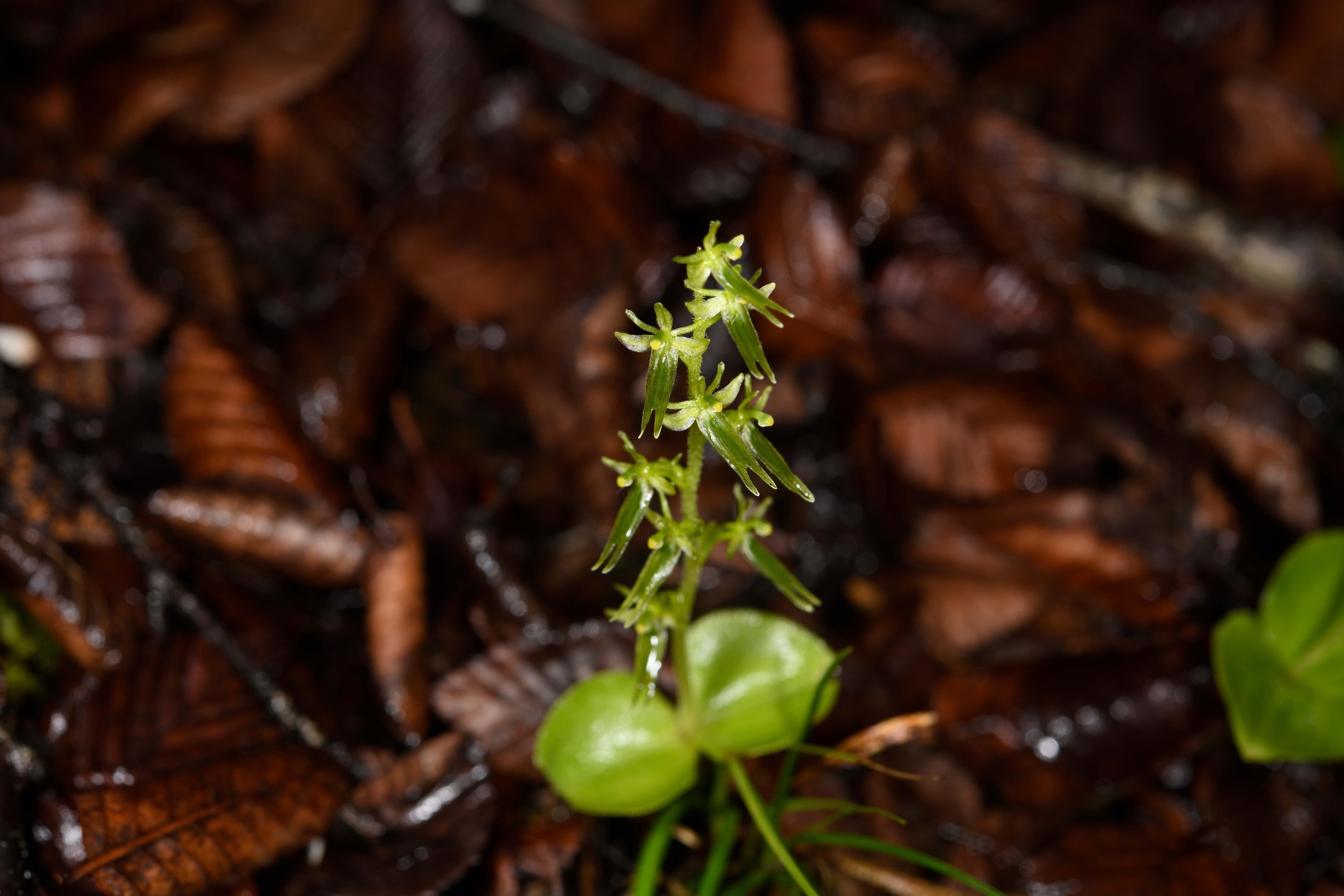 >京报网首页>中国>正文>察瓦龙对叶兰相关研究在线发表于国际植物分类