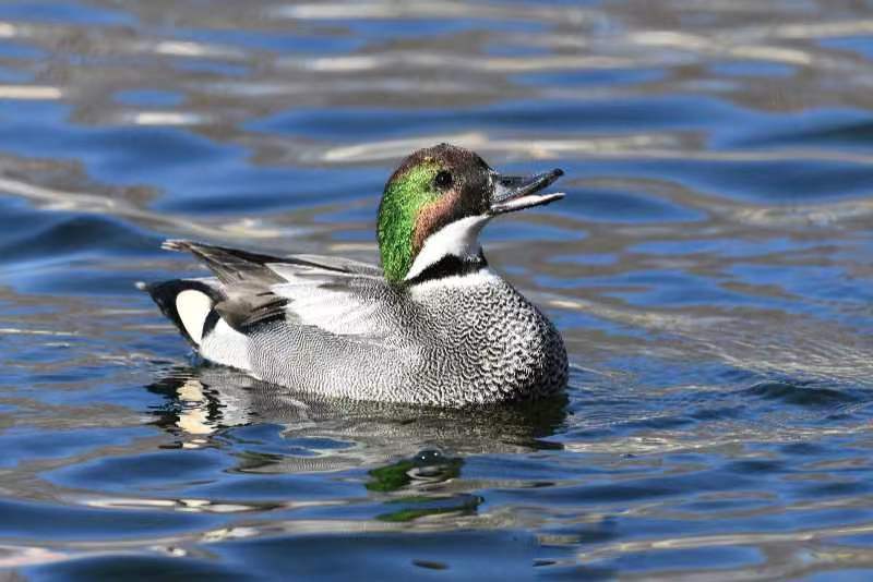 罕见!近危物种罗纹鸭现身莲花池公园