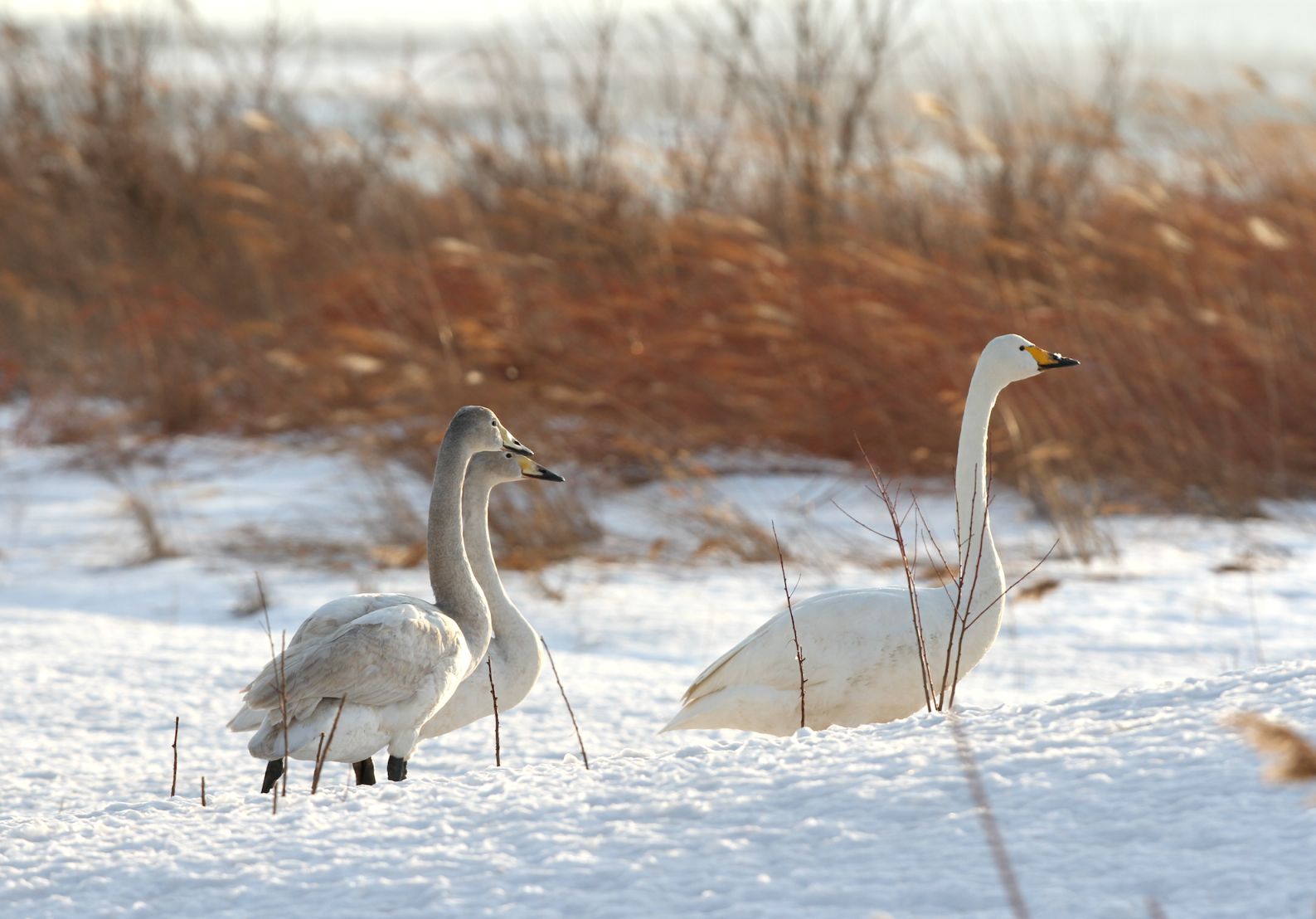 龙年迎初雪,来京候鸟雪中留下绝美身姿