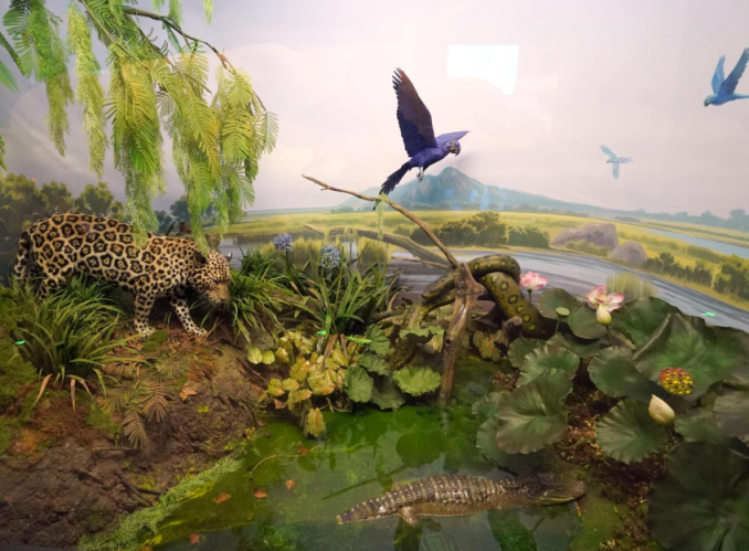 探展京津冀中国古动物馆落户河北保定约6000件展品亮相