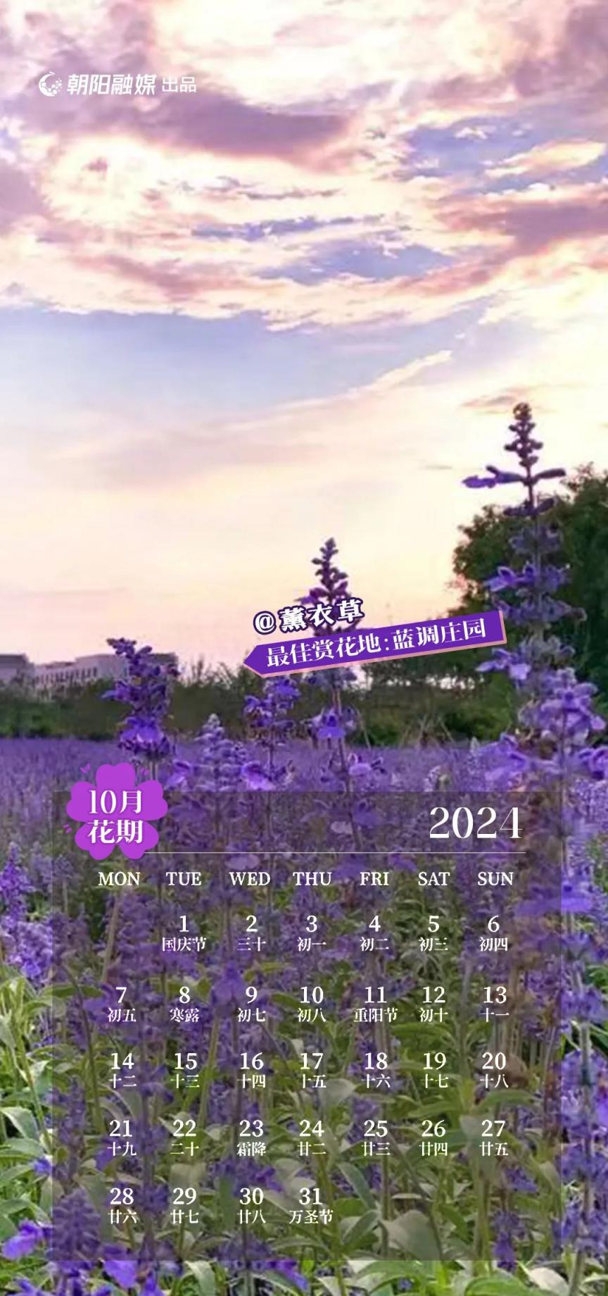 最佳赏花地:蓝调庄园花期:六月-十月11月-菊 花-立冬已过,天气渐凉大