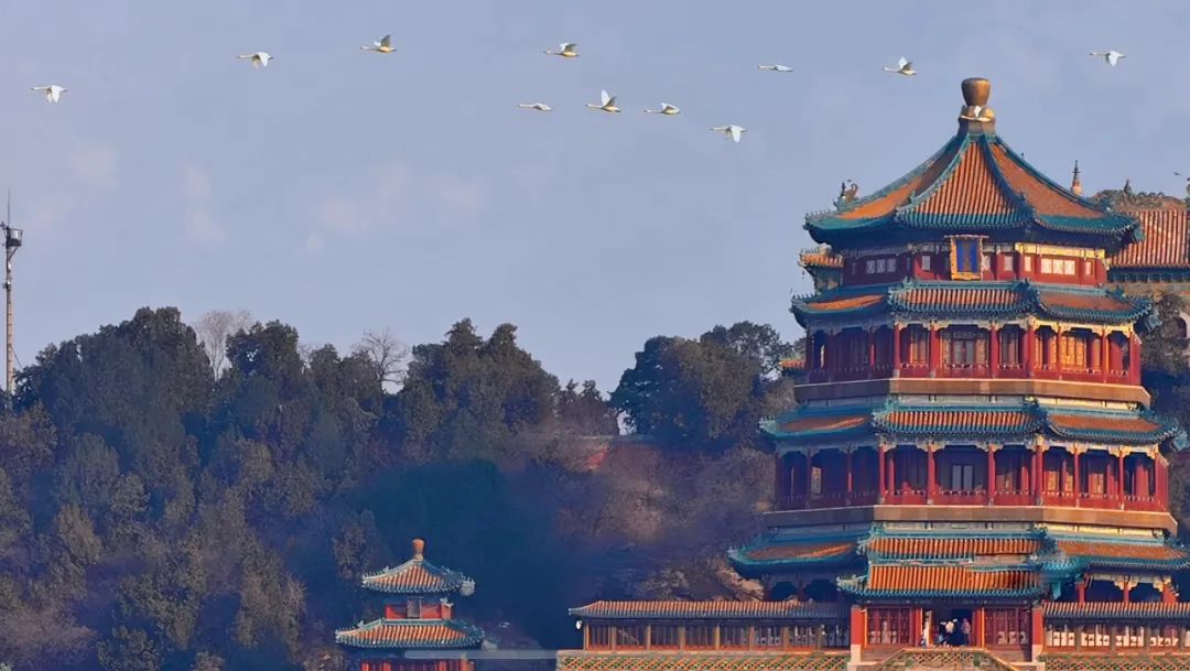 候鸟北归颐和园昆明湖迎28只白天鹅昆明湖变天鹅湖