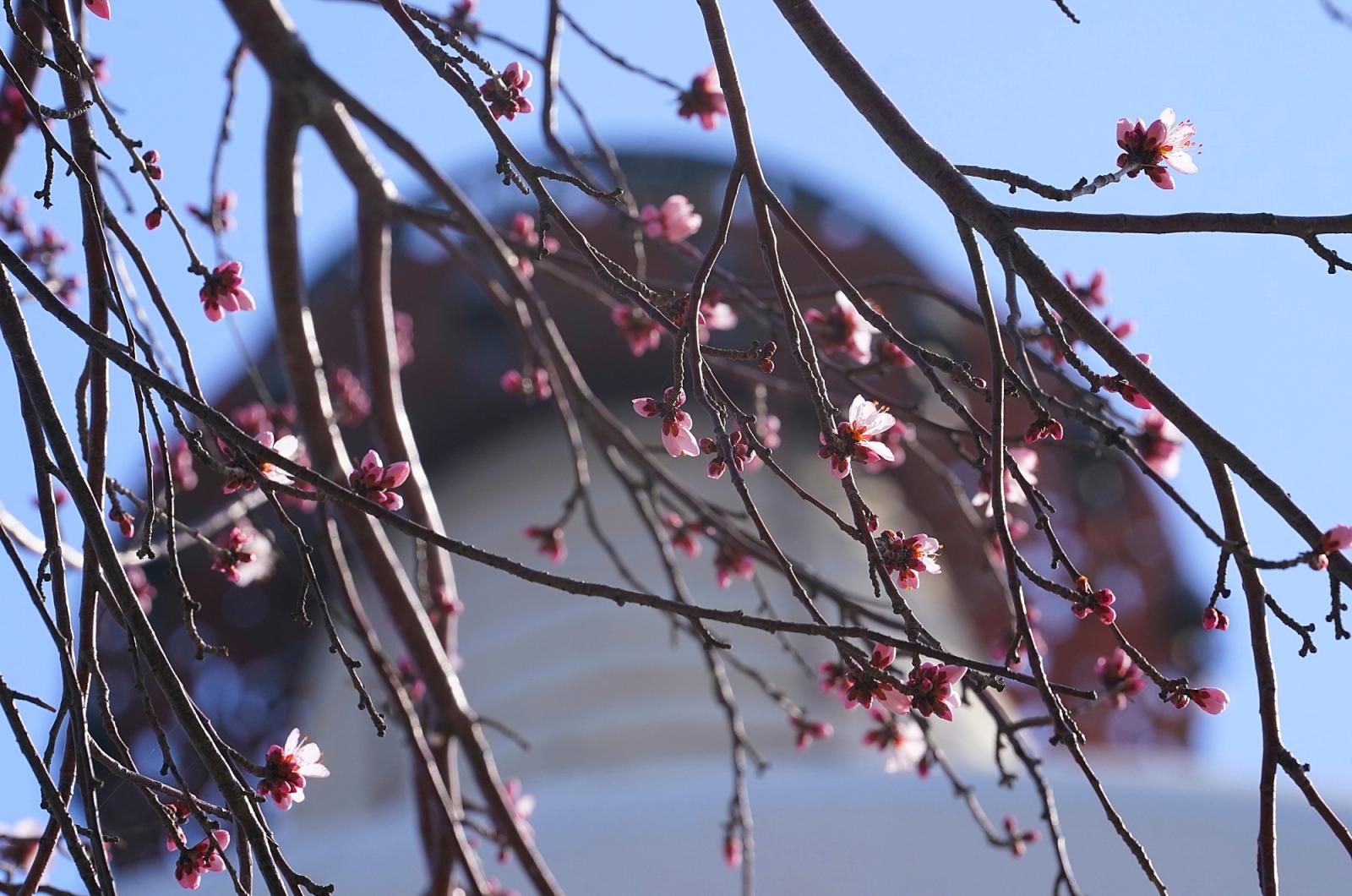北海公园山桃花迎春吐蕊