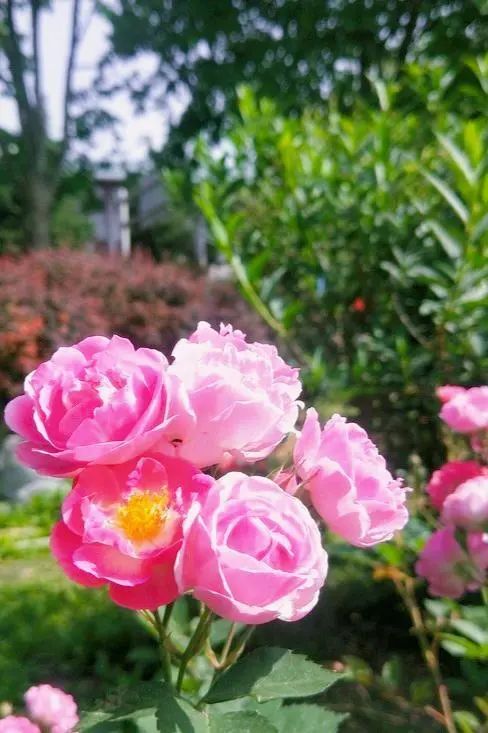 即将盛开北京的春天去哪里赏花收藏这份攻略