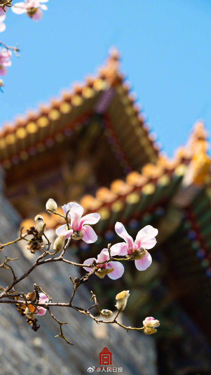 迎春绽放！故宫发布玉兰壁纸_京报网