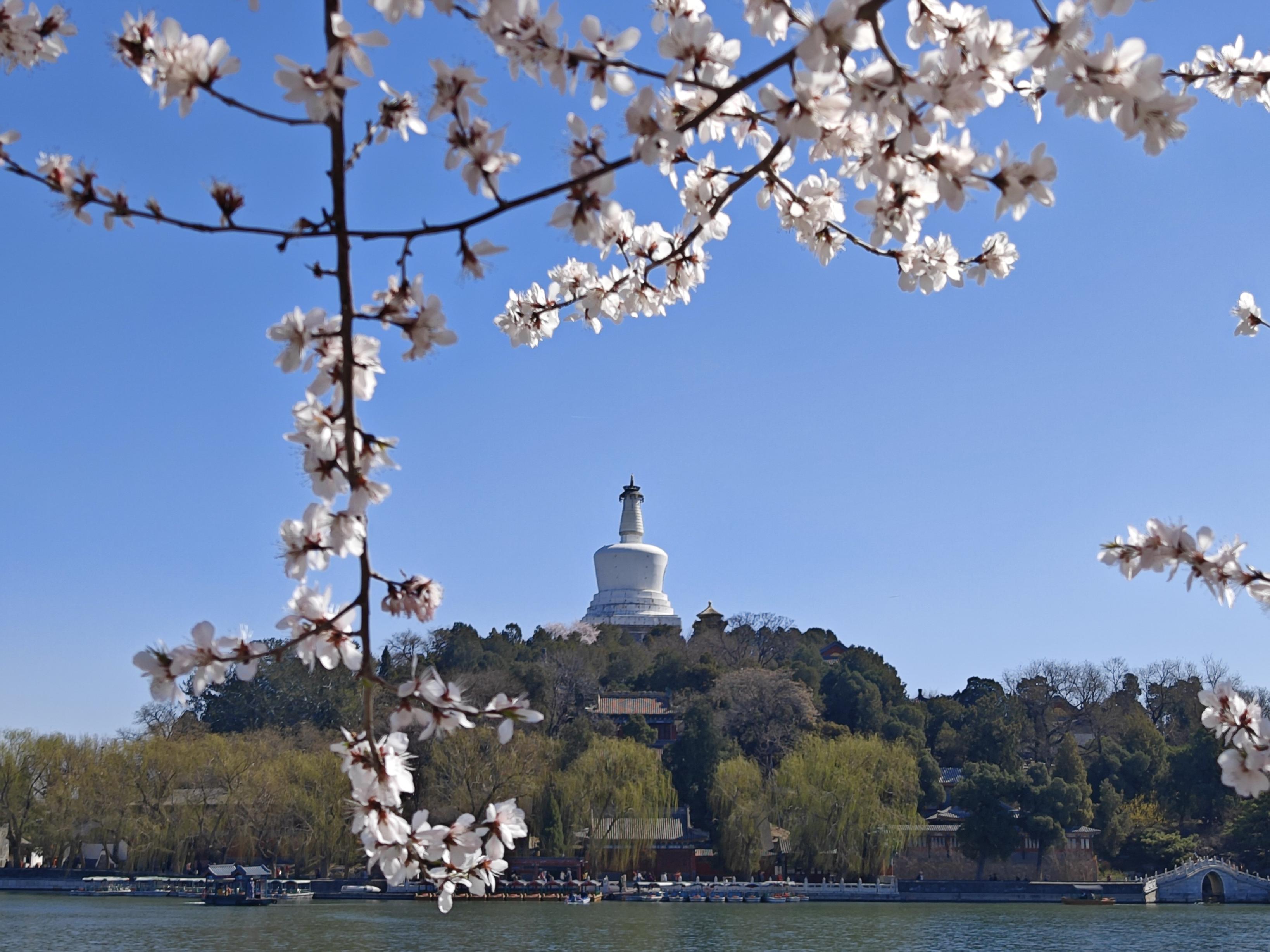 北海公园山桃花开正盛桃花映白塔怎么拍都好看
