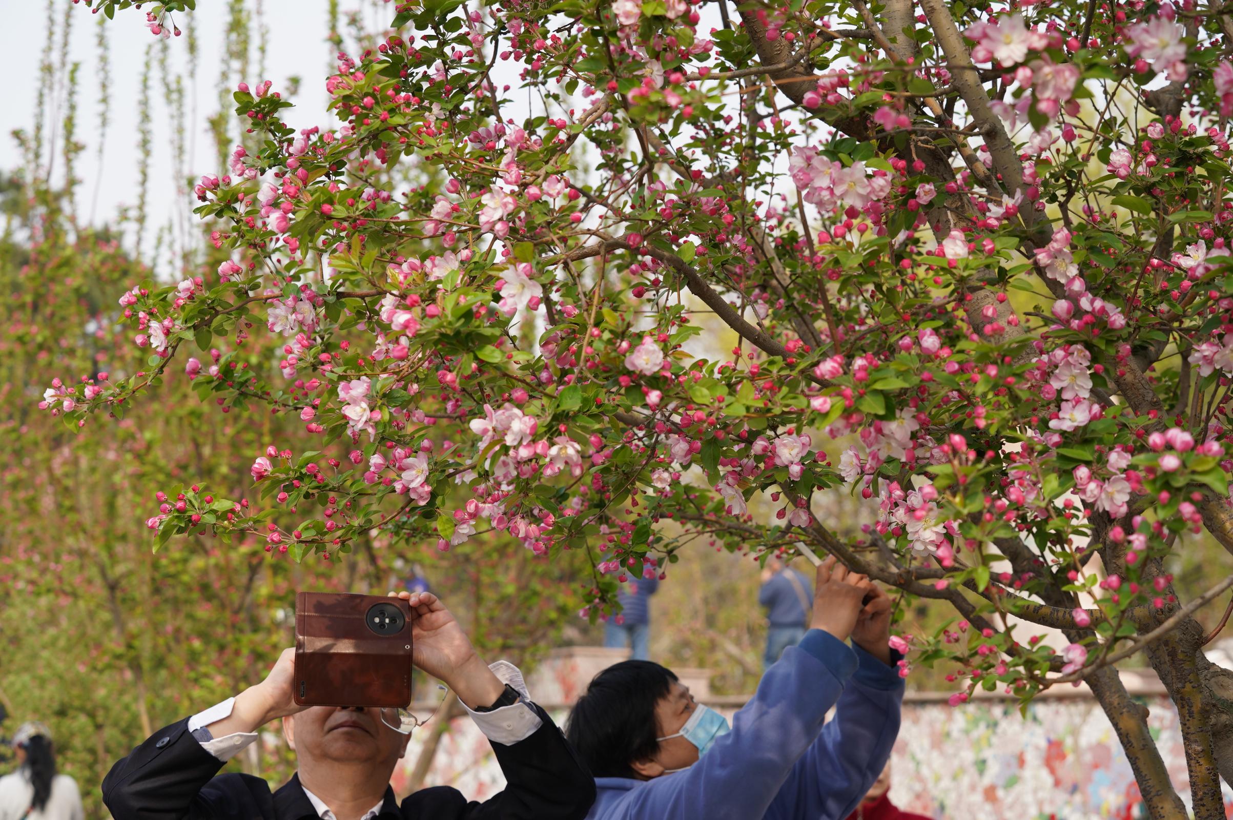 元大都公园再现海棠花溪28个品种海棠竞相开放