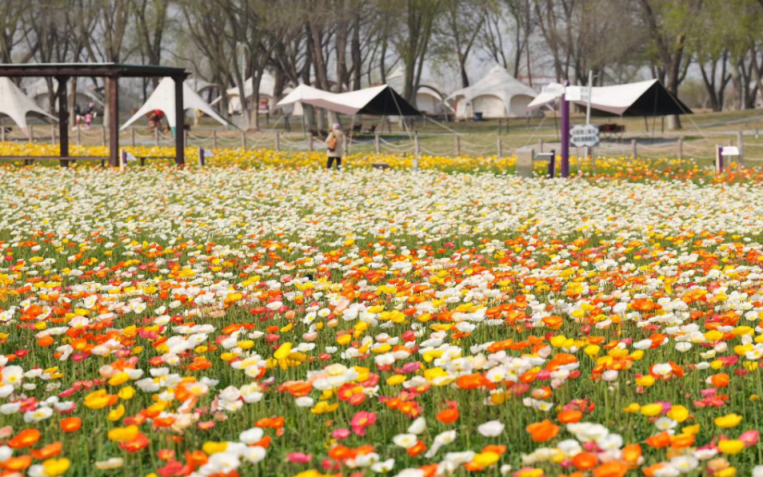 紫谷伊甸园千亩花海绽放赏花期长达7个月