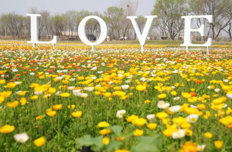 紫谷伊甸园千亩花海绽放赏花期长达7个月