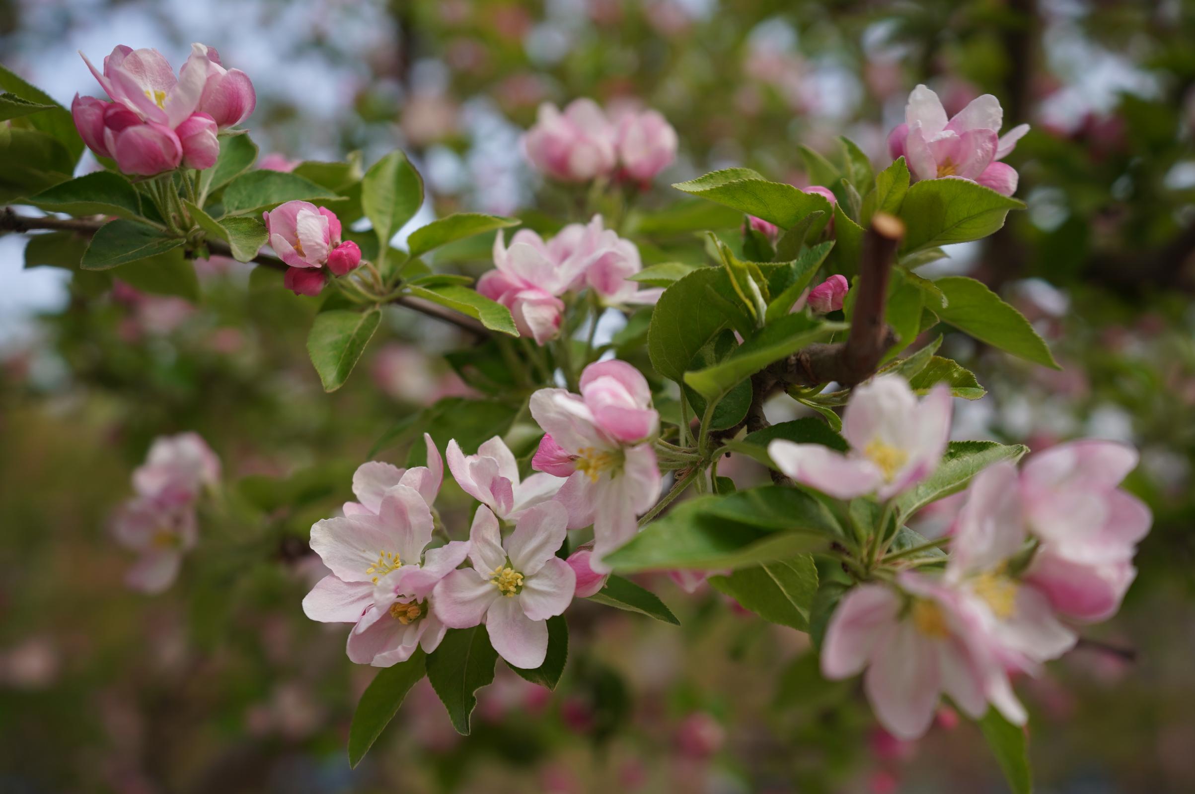 公园相关负责人介绍,园内不仅栽植了西府海棠,金星海棠,雪球海棠,垂丝