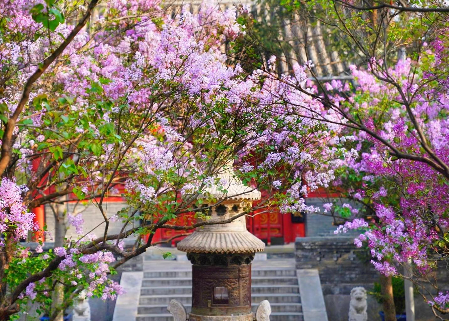 春日胜景如霞如烟北京法源寺丁香花绽放