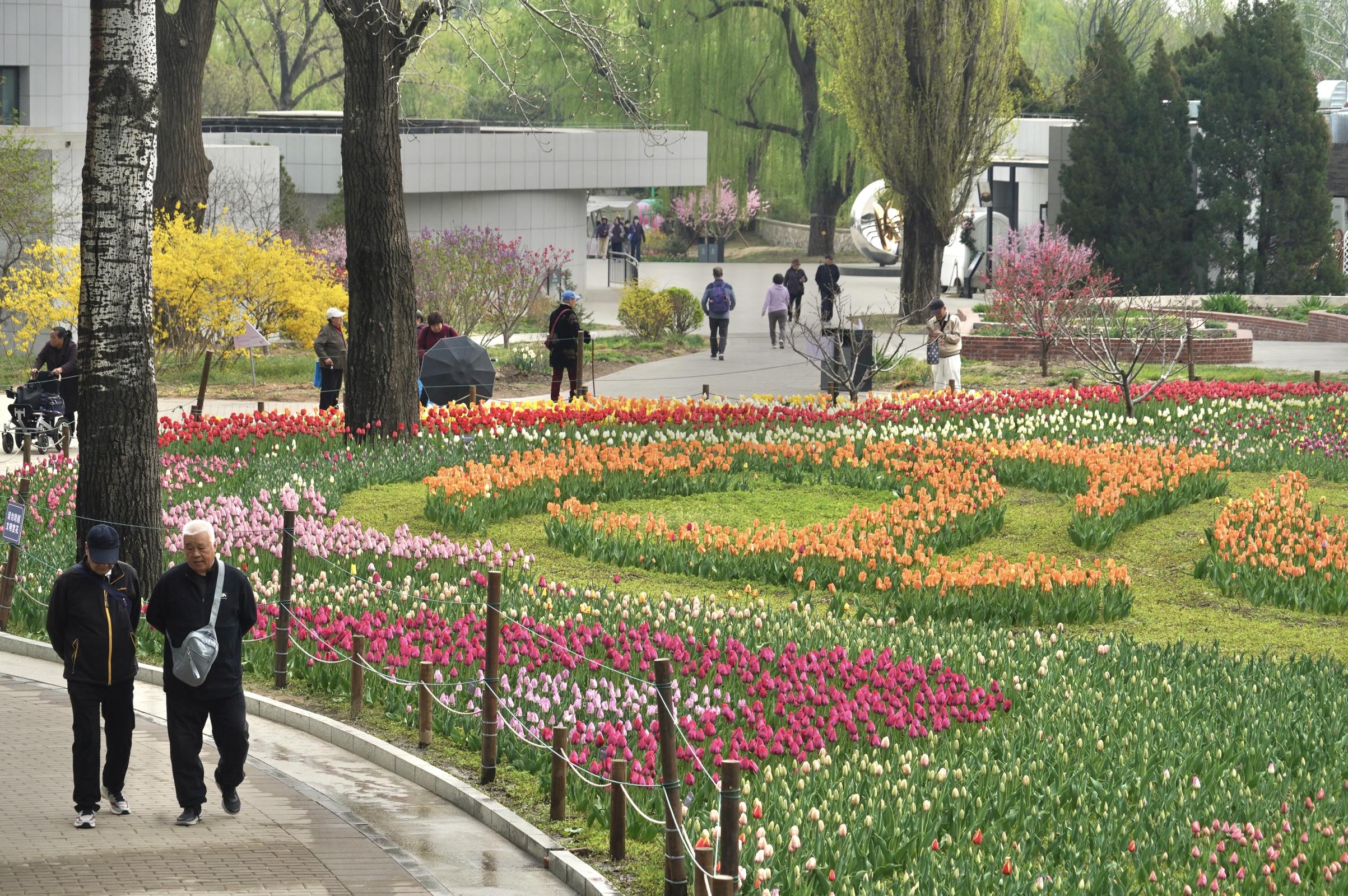 国家植物园：郁金香花开满山坡 春风吹拂芳香多