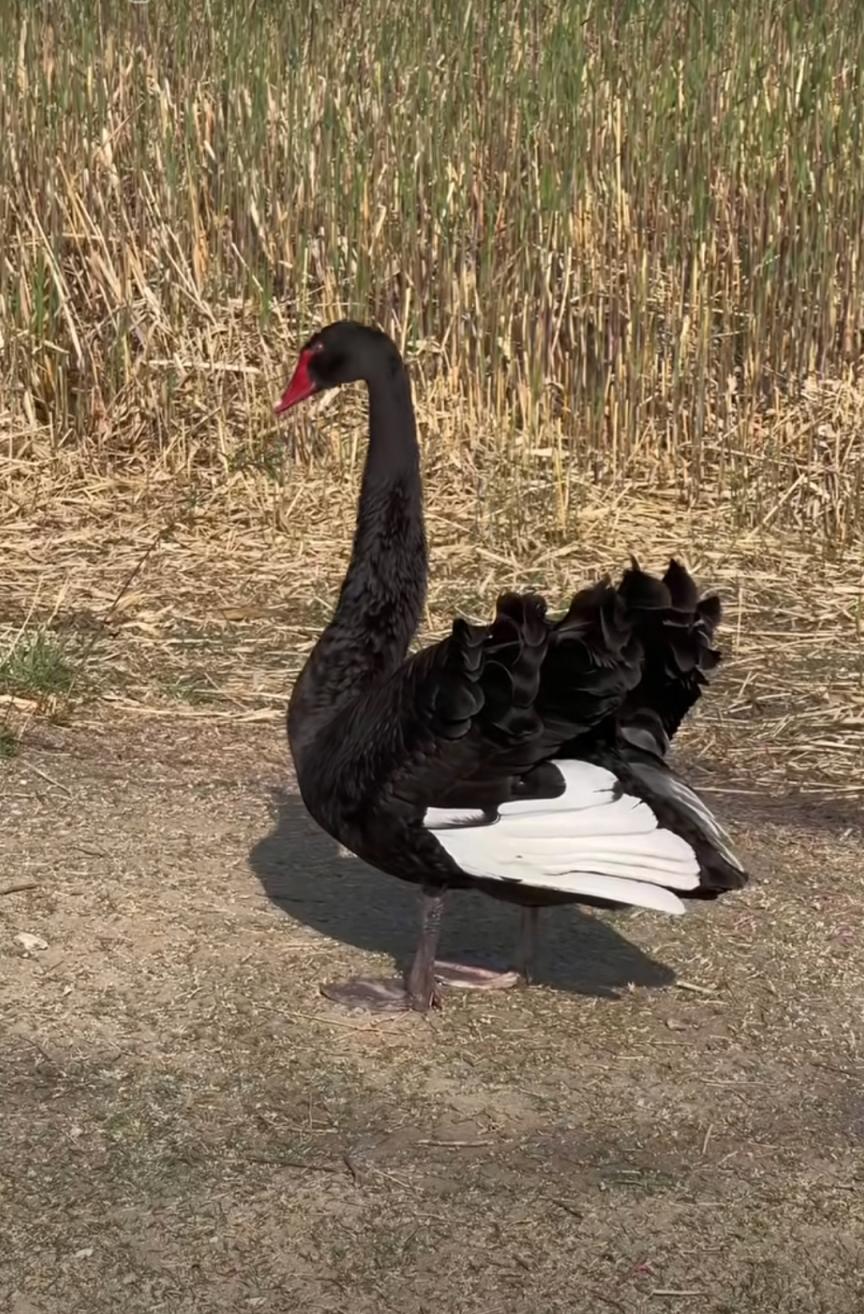 圆明园黑天鹅福来夫妇死亡初判是野生动物所为