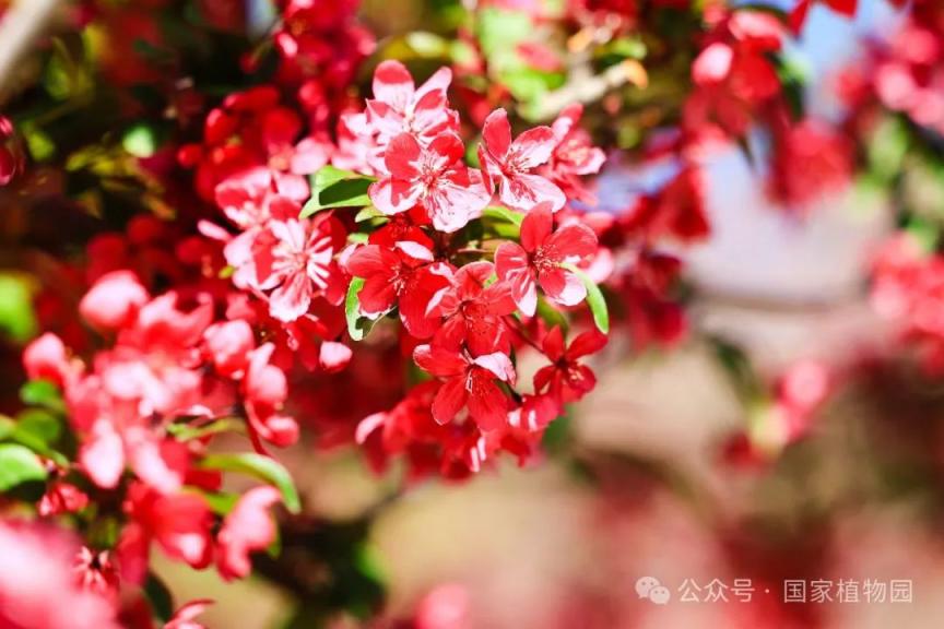 鲁道夫]海棠malusrudolph[秀场]海棠malusshotizam[亚当]海棠