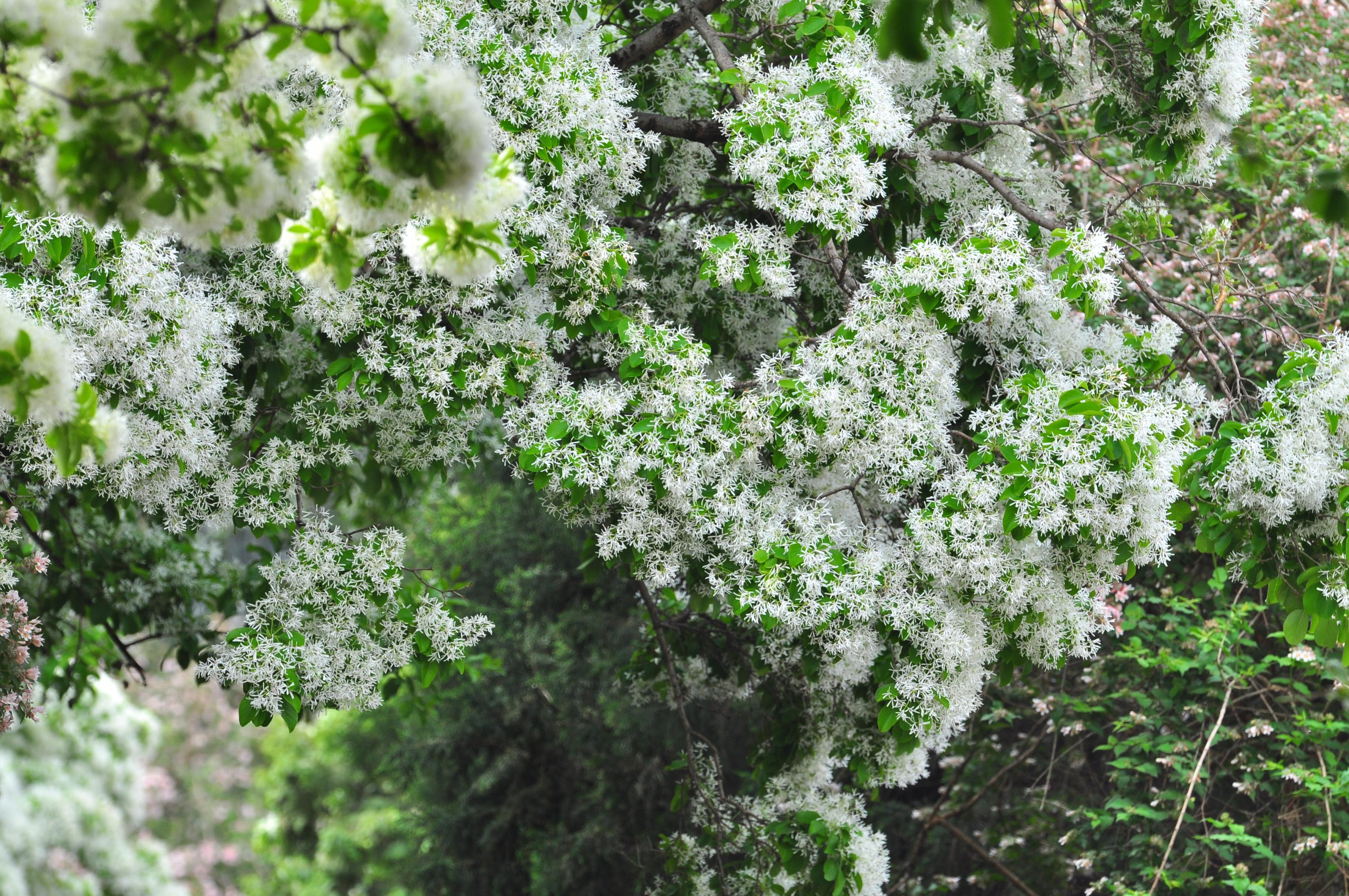 燕都新趣|北京四月天,有哪些奇花盛开
