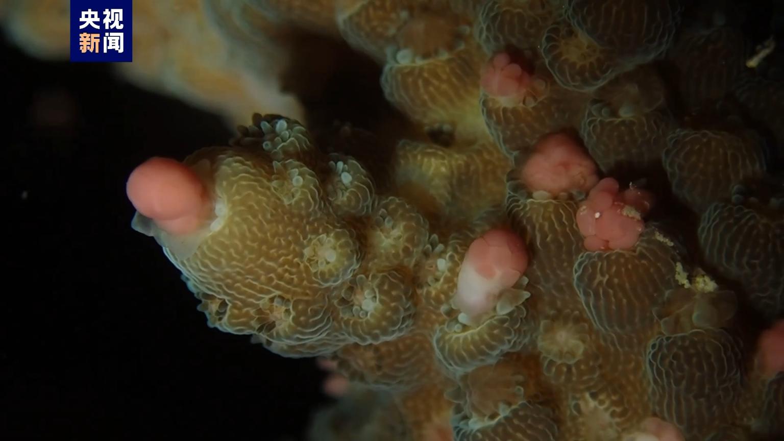 你见过珊瑚产卵的"奇观"吗?一起来看珊瑚宝宝