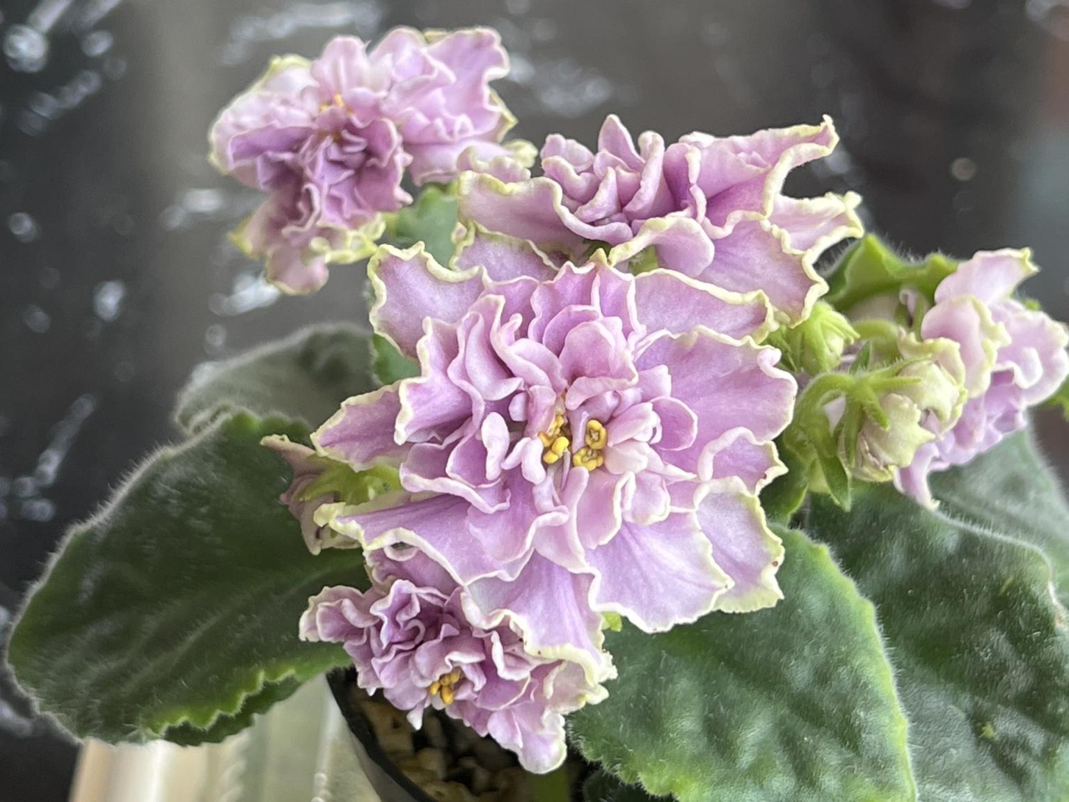 不仅是开花这么简单,非洲堇丰富的品种,花