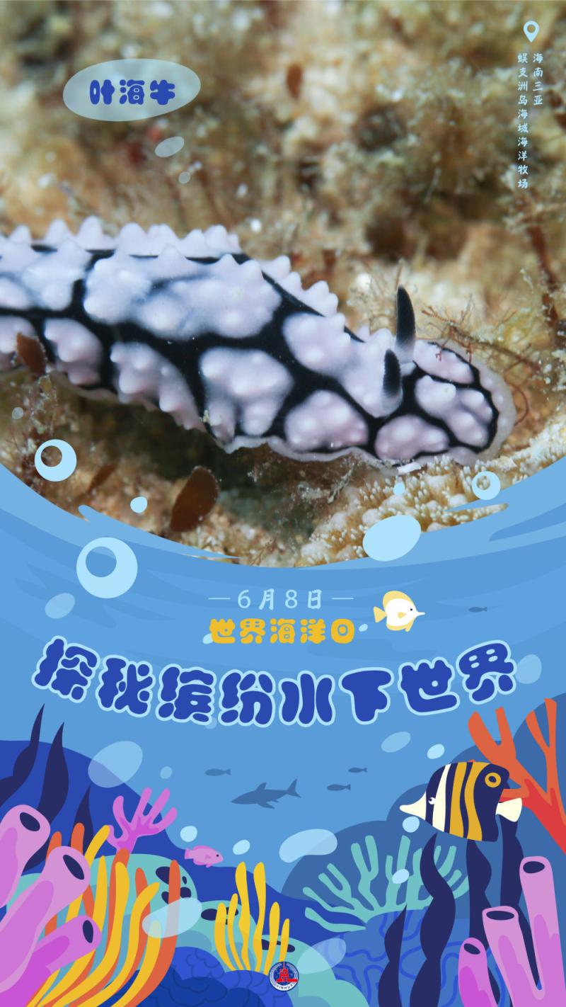 一组海报,带你探秘缤纷水下世界